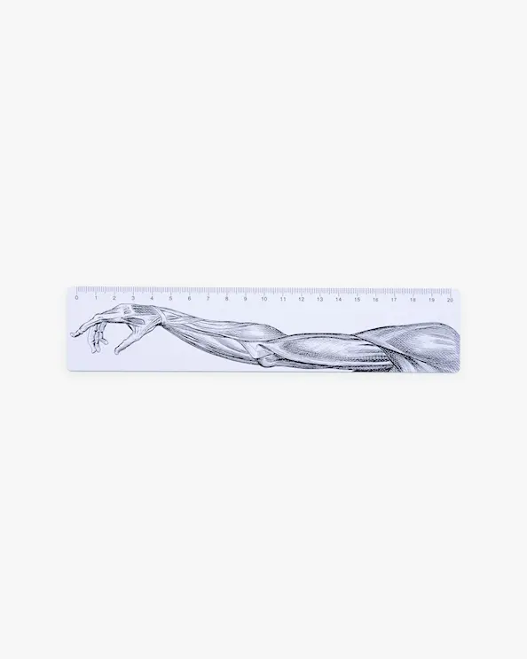 Anatomie-Lineal